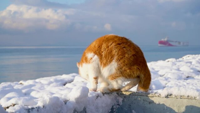 yellow cat playing pn snow. seaside background 