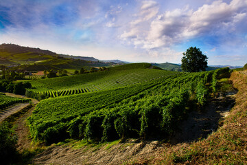 Landscape over the vineyards in the Piedmontese hills of the Langhe