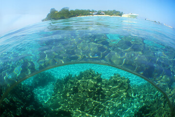 a coral reef off the coast of Venezuela