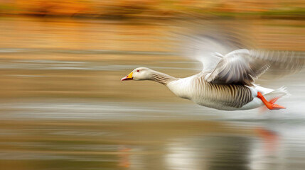 A goose in motion, emphasizing the power and grace of its movement against a natural backdrop