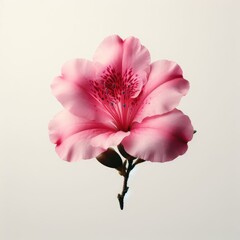 pink cherry sakura blossom