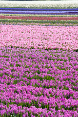 Hyacinth fields, Holland, Netherlands
