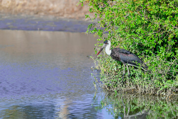 water bird in Kenya looking for food