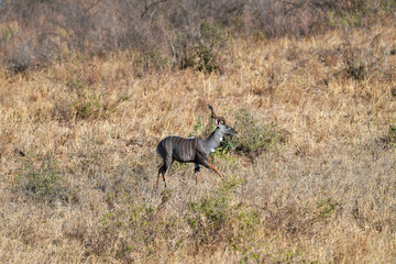 Naklejka na ściany i meble Kudu Antelope in the savannah of Africa