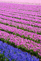 Fototapeta premium Hyacinth fields, Holland, Netherlands