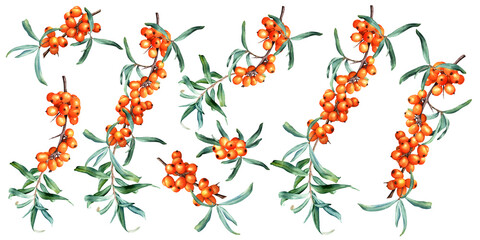 Obraz premium Set of medicinal plant sea buckthorn branches with fresh ripe orange berries and leaves. Hand drawn botanical watercolor illustration isolated on white background. For clipart cards menu label package