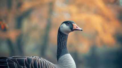 A serene goose, captured in a tranquil environment, showcasing its elegance and natural beauty