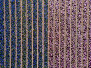 Hyacinth fields, Holland, Netherlands