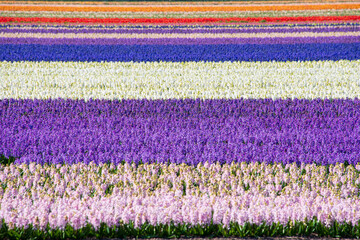 Fototapeta na wymiar Hyacinth fields, Holland, Netherlands