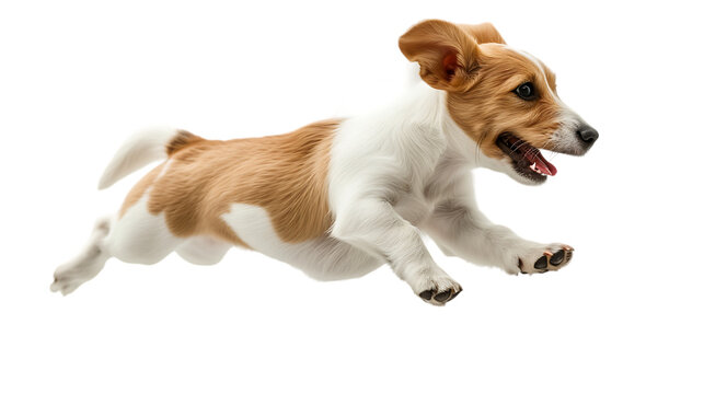 jack russell terrier puppy jumping in air isolated  on white background  png image