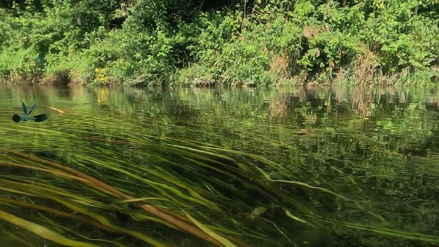 libellule azzurre in volo rallentato a pelo d'acqua