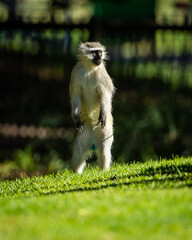 Vervet monkey standing upright