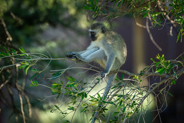 Vervet monkey sitting in a tree