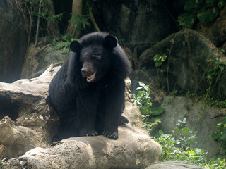 Asian black bear, Ursus thibetanus, Bali Safari Indonesia