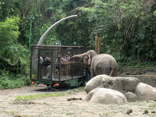Inside Out Zoo, Bali Safari Indonesia - 729951412