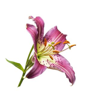 Violet lily isolated on white background. Beautiful still life. Flower in the shape of a star
