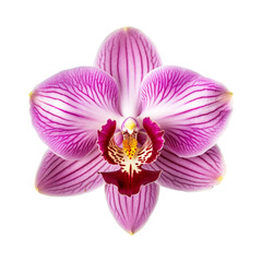 Fototapeta na wymiar isolated illustration of pink orchid flower. Created with Generative AI