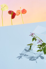 Trendy floral arrangement with transparent geometric shapes on a pastel background