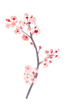Watercolor hand drawn pink sakura branch with flowers illustration