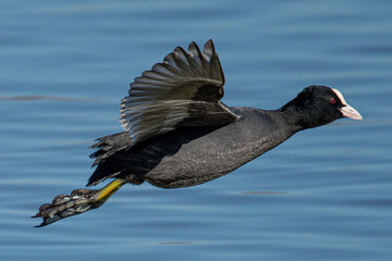 Fulica atra is a eurasian coot common in aiguamolls emporda girona spain