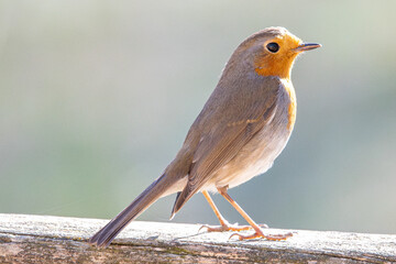 The European robin (Erithacus rubecula) is a small insectivorous passerine bird common in...
