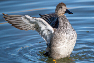 gadwall Mareca strepera is a common duck that swims in the aiguamolls de emporda in girona spain