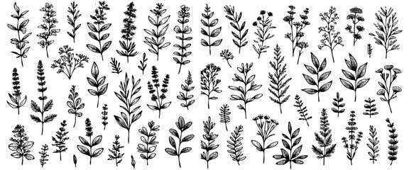 Collection of hand-drawn leaf illustrations on clean backdrop.