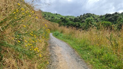 Fototapeta na wymiar landscape with dirt road and wild flowers, yellow and green