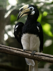 Oriental pied-hornbill, Anthracoceros albirostris, sits on a branch and observes the surroundings