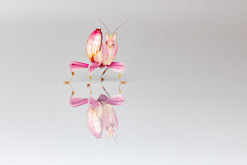 Orchid Mantis on a Pink Orchid	