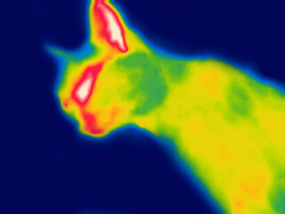 The Desert cat or fennec fox. The image from thermal imager device