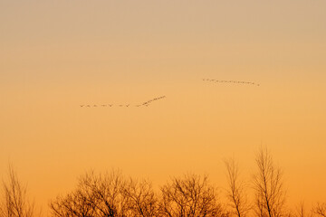 Spring. Morning Aurora over the forest and a flock of migratory geese