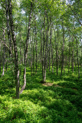 Birches in a forest in the sun light