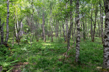 Birch in a green  forest in the sun light