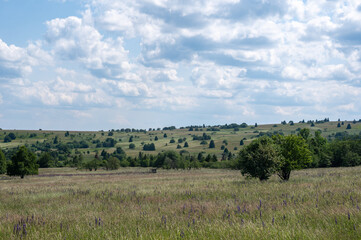 Fototapeta na wymiar Landscape and meadow with lupins in the high Rhön