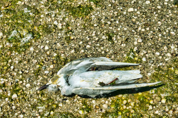 A dead seagull Slender-billed gull (Chroicocephalus genei, Larus genei) on a shell-muddy riverbank