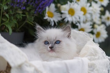 Ragdoll Kitten auf der blühenden Sommer Terrasse