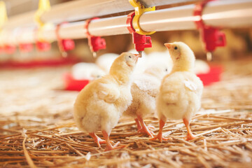 Little chicks at farm feeding © Aleksandar