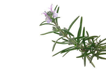  Rosemary flower and leaves isolated on white
