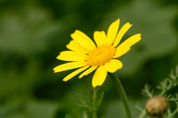 yellow wildflowers in Cyprus in winter on a sunny day 9
