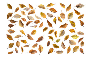  leafs isolated transparency background. - 729963252