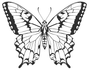 vector drawing of a butterfly without background