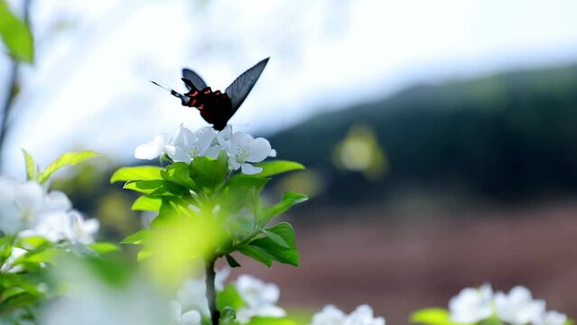 Close-up of a black butterfly sucking nectar on a little white flower