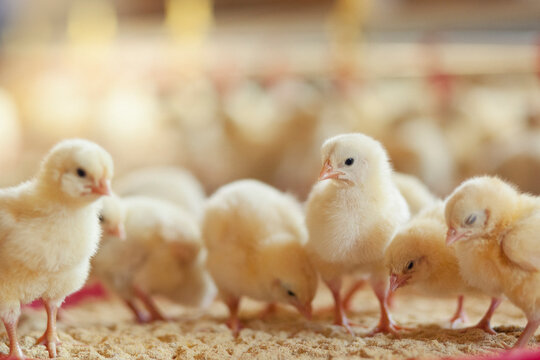 Little chicken feeding at the farm