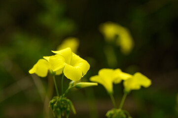 yellow wildflowers in Cyprus in winter on a sunny day 4