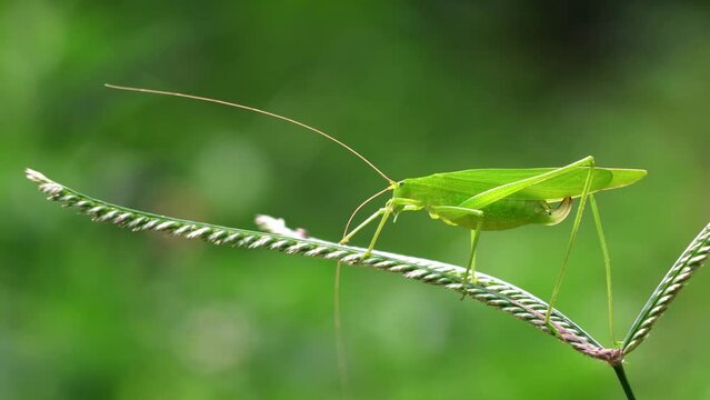A green grasshopper perching on a grass blade