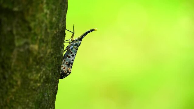 Close-up of a spotted lanternfly on the trunk of a tree, nature background