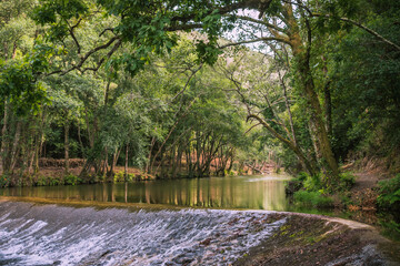 Fototapeta na wymiar Dense vegetation with trees bent over the Ceira River that flows through a small weir, Góis PORTUGAL