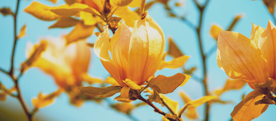 Blossoming magnolia flowers against the blue sky. Springtime. Natural vintage flower background