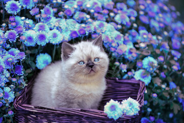 Cute little kitten in a basket in the garden near purple daisy flowers
